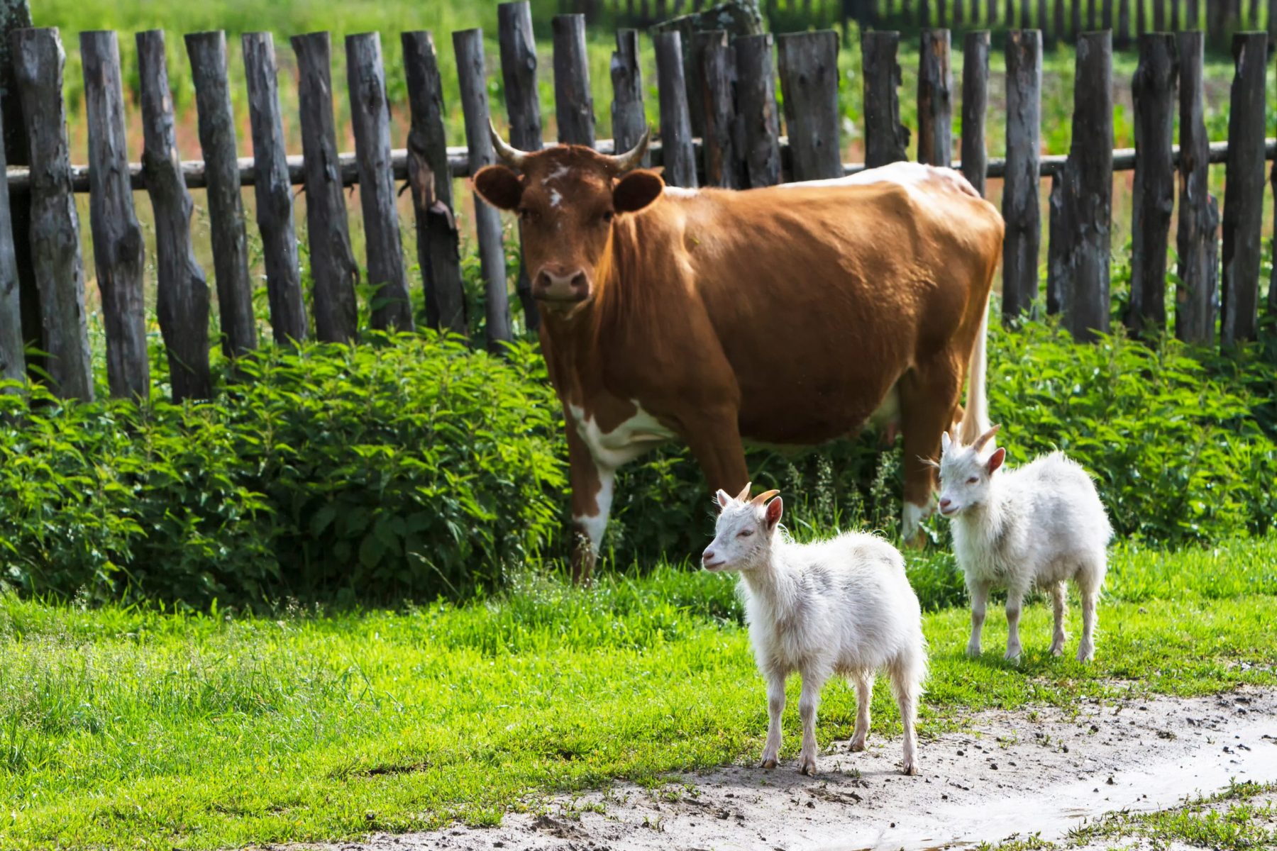 Breeding Cattle